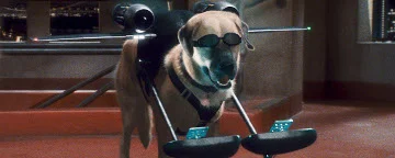 A Dog Wearing Sunglasses And Flying Equipment With Two Small Computer Attached