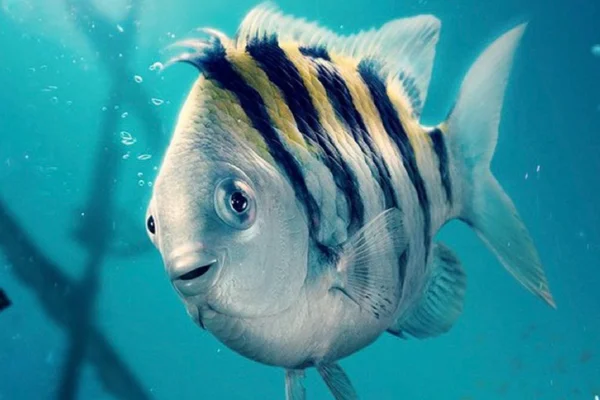 Flounder