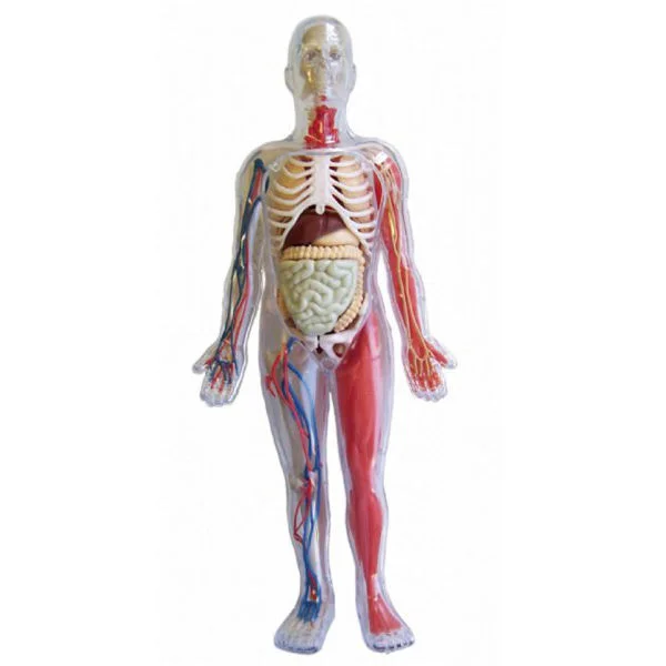 Smartlab Body SmartLab Human Body Model