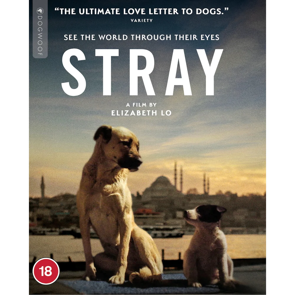 Stray Image 1