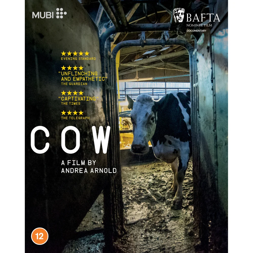 Cow Image 1