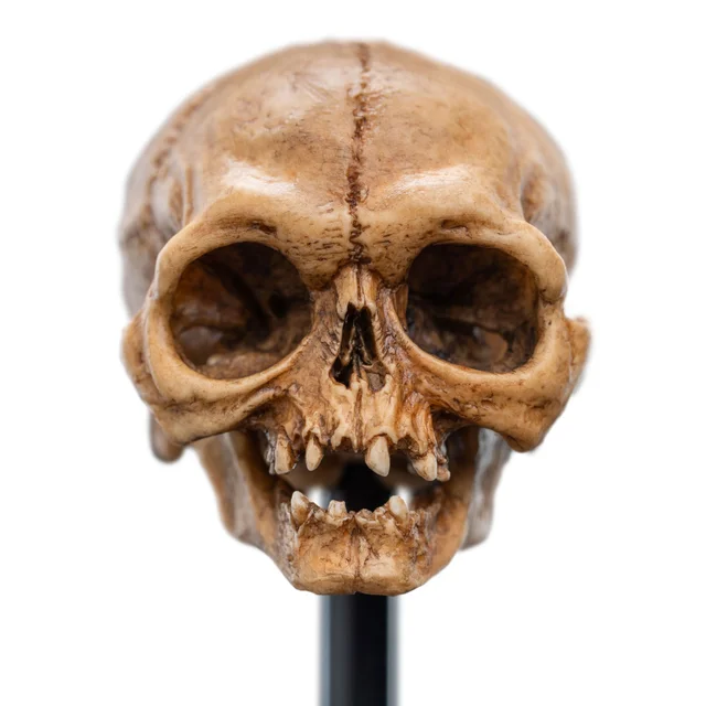 Weta Workshop Lord of the Rings Mini Statue Skull of Gollum 13cm